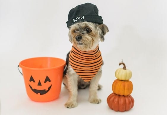 a cute pooch dressed in a dog Halloween costume at a dogs trick or treating party