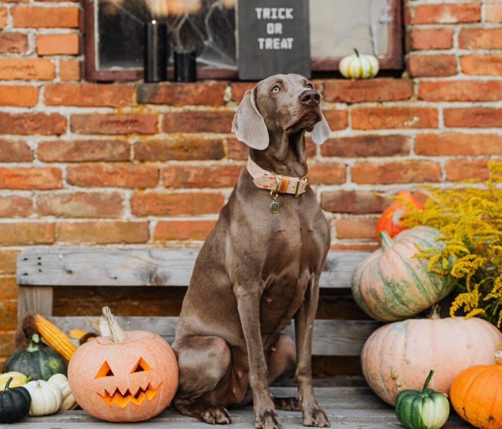 A dog sits next to carved pumpkins and a Trick or Treating sign