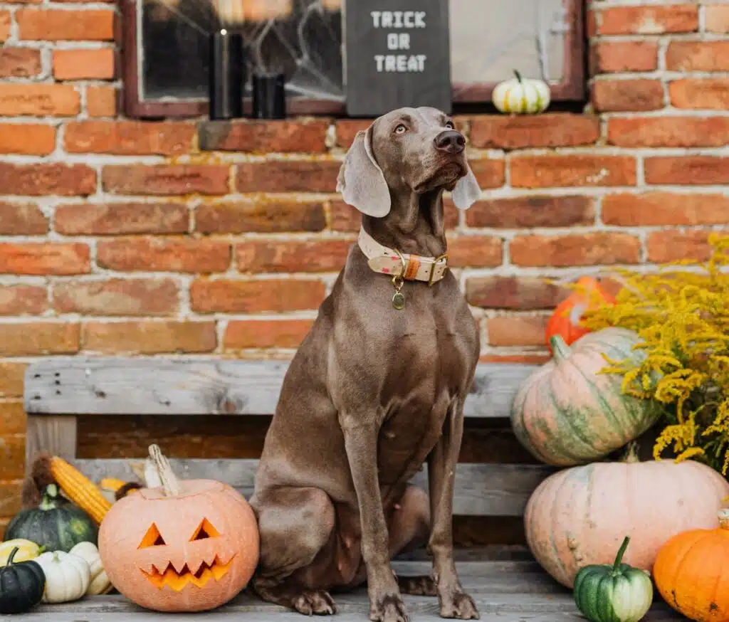 A dog sits next to carved pumpkins and a Trick or Treating sign
