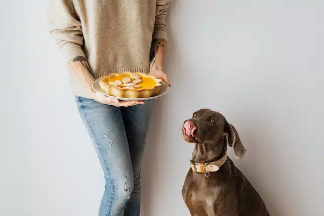 A woman bakes a pumpkin pie for pooch with no sugar