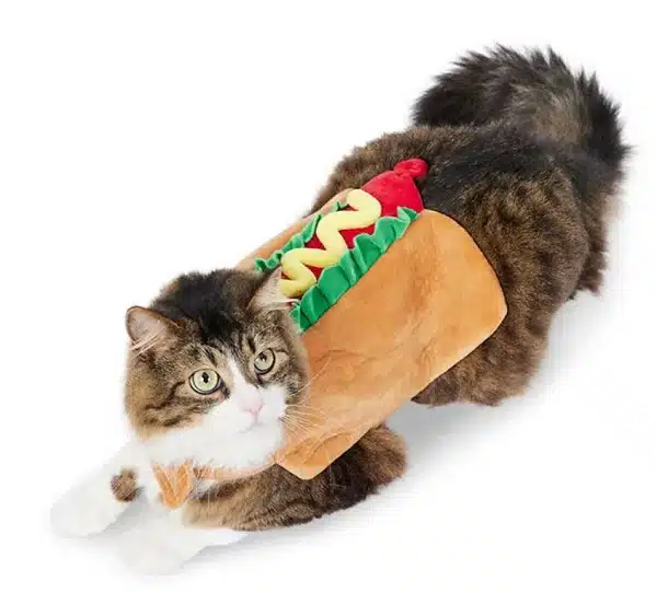 A kitty in a hotdog outfit