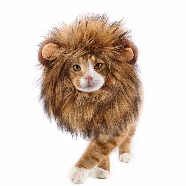 A cat dressed up as a lion for Halloween
