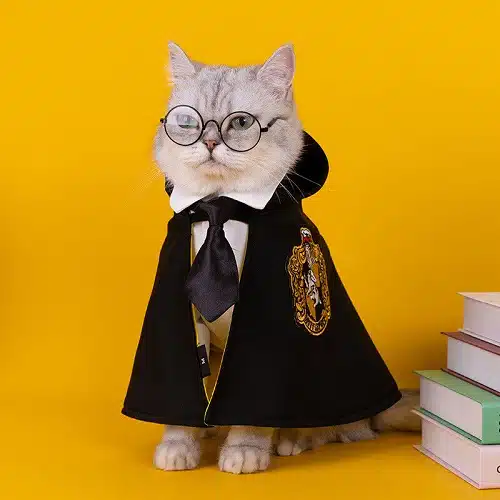 A cat dressed up as Harry Potter