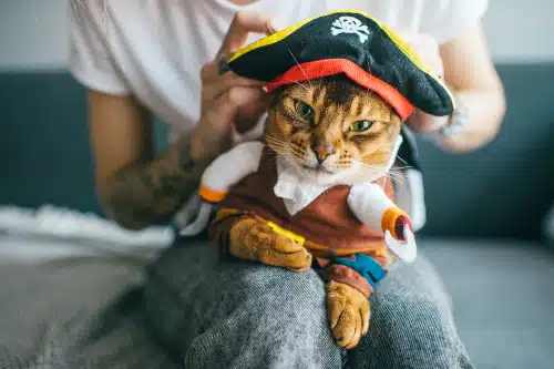 A cat in a pirate outfit