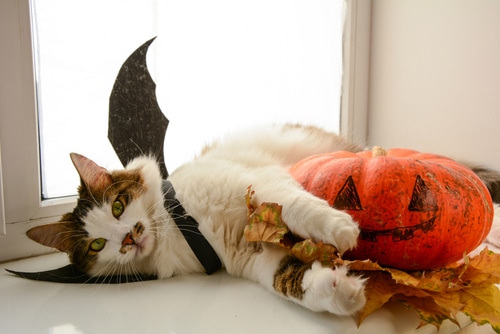 A cat in a Halloween costume