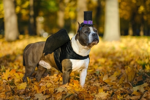 A pup in a costume with wings and a top hat.