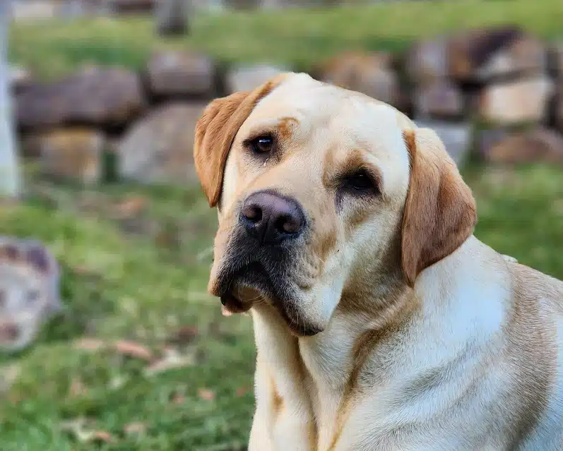 A labrador retriever is sitting in the grass.