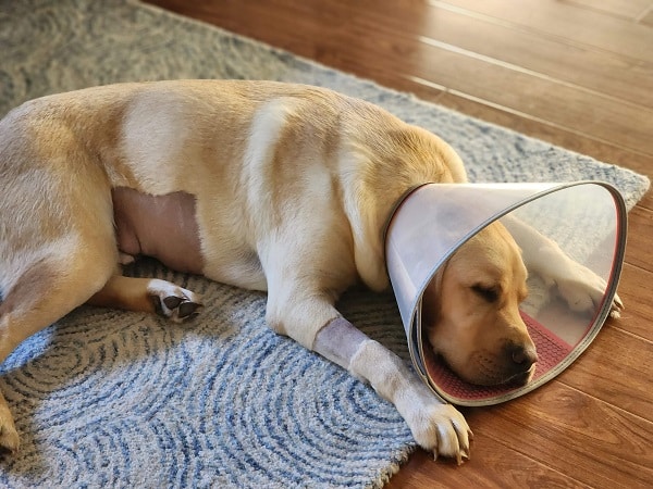 A dog wearing a cone on his head, indicating he ate a stone, lays on a rug. He's recovering from an intestinal blockage.