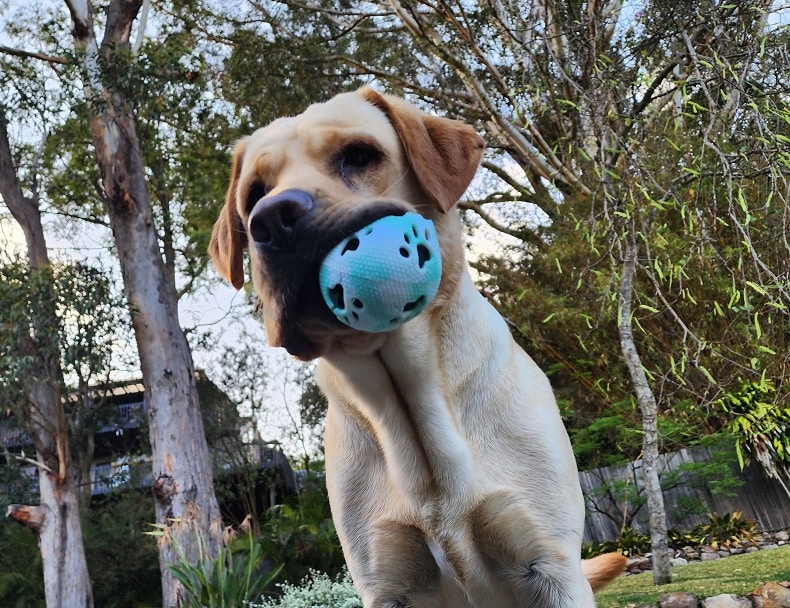 A labrador dog playing with a blue ball. He's recovering from an intestinal blockage.