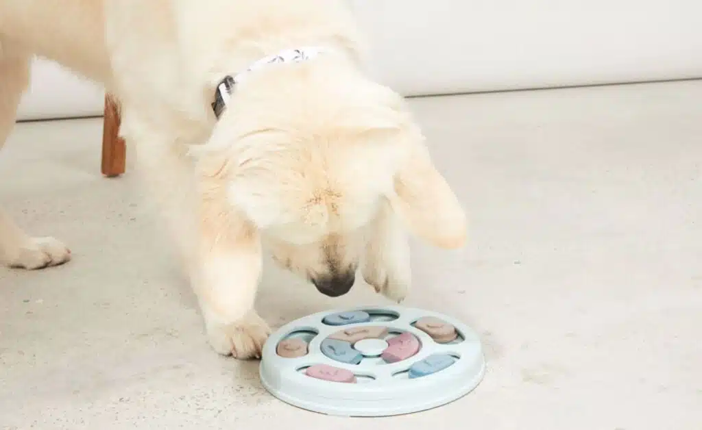 A dog plays with a pet puzzle feeder toy