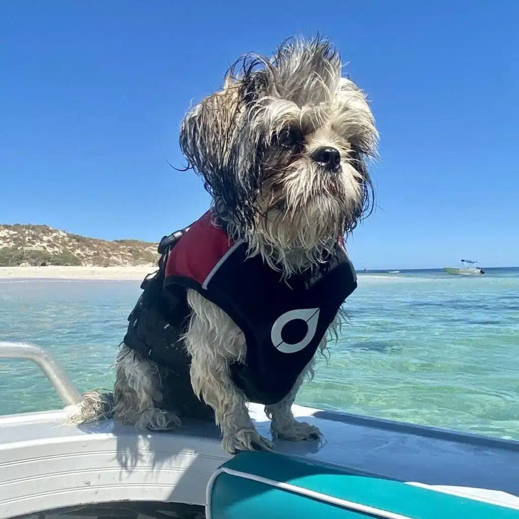 a small dog wears a dog life jacket on a boat trip