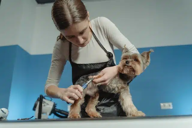 In a dog grooming salon, a dog groomer is carefully trimming a dog's hair.