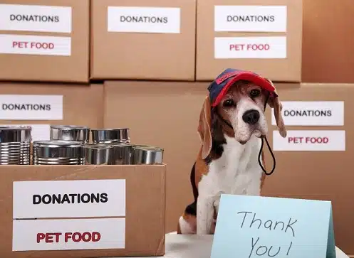 This is an image of an adorable Beagle dog sitting attentively next to a row of donation boxes.