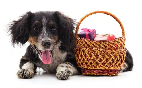 This is an image of an adorable dog lying next to a gift box full of yummy treats that he has received as a Christmas gift.