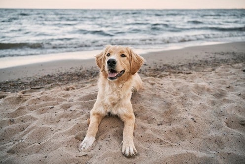 This is an image of an adorable dog lying on a dog friendly beach
