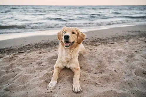 This is an image of an adorable dog lying on a dog friendly beach