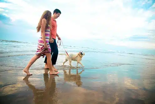 4.	This is an image of dog owners walking their dog on Mentone Beach in Mentone.