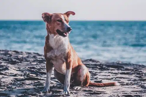6. This is an image of a beautiful dog sitting on Noosa Spit Beach in Noosa, Queensland.