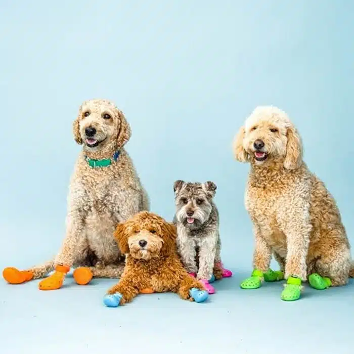 Dogs dress up with dog booties to protect their paw pads from hot summer surfaces
