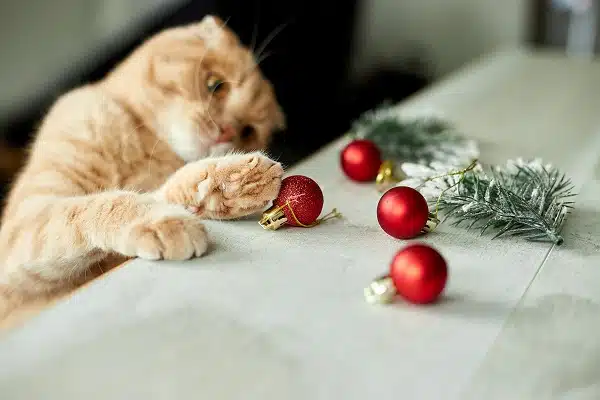 A cute adorable british Cat playing with christmas balls. Check out these Christmas presents for cat lovers