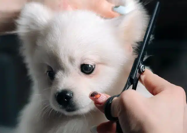 A small white dog being groomed by a professional dog groomer.
