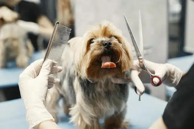 A yorkshire terrier being groomed by a dog groomer.