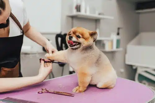 A dog groomer trims a puppy's claws in a grooming salon.