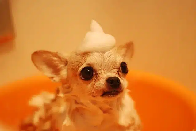 A chihuahua, being given a good bath an orange bowl.