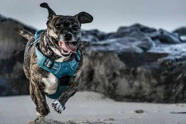 A running dog on a dog friendly beach