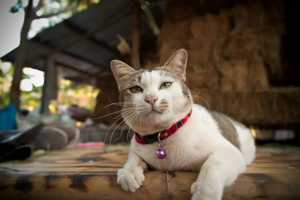 A dreamy white cat with a red collar sitting on a wooden table.