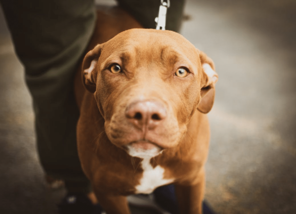 this orangey brown short hair dog looking at the camera has a dog hair whorl its chest