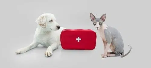 A pet-friendly accommodation with a cat and a dog next to a first aid kit.