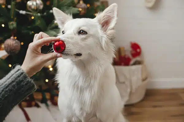 Woman hand holding christmas red bauble at cute dog nose. Check out these Christmas presents for dog lovers