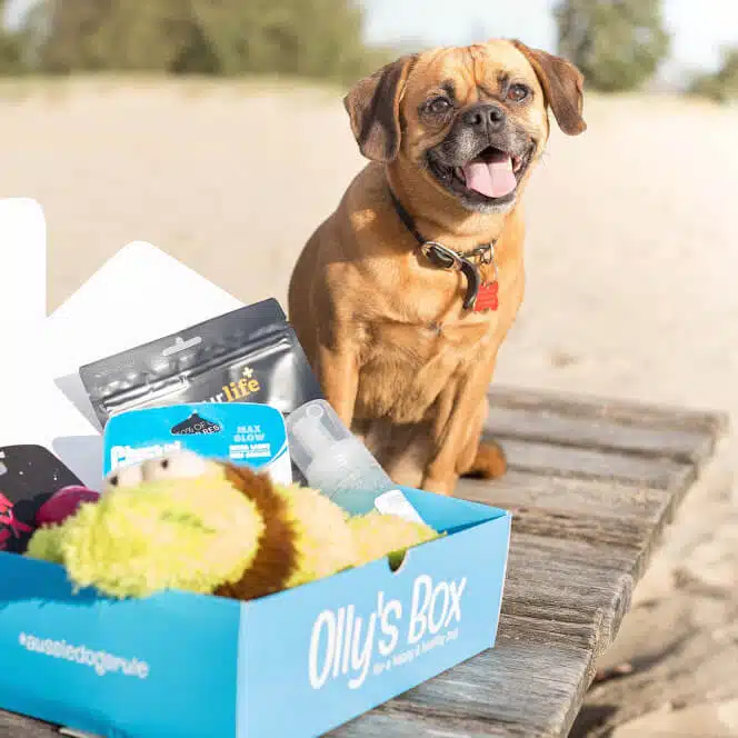 A subscription box makes a great Christmas present for dog + cat lovers