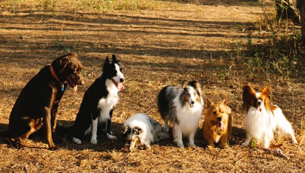 A group of dogs standing in a field, represents a cross section of breeds that may each be more prone to certain common health problems and potential pet health conditions.