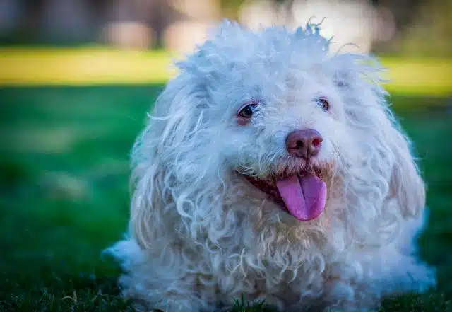 A white dog laying on the grass with its floppy ears that could trap moisture and debris and need routine cleaning to avoid dog ear infection