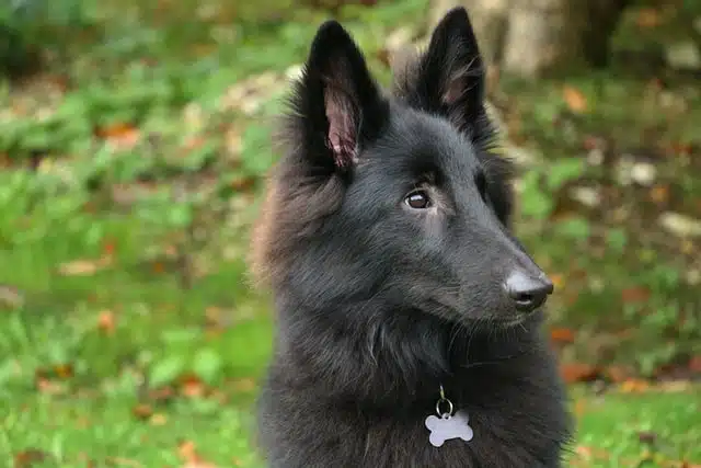 A long haired German Shepherd pup is sitting in the grass, seemingly unaffected by common health problems in dogs.