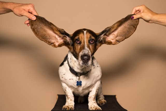 A person gently lifts up a dog's ear examining for signs of an ear infection