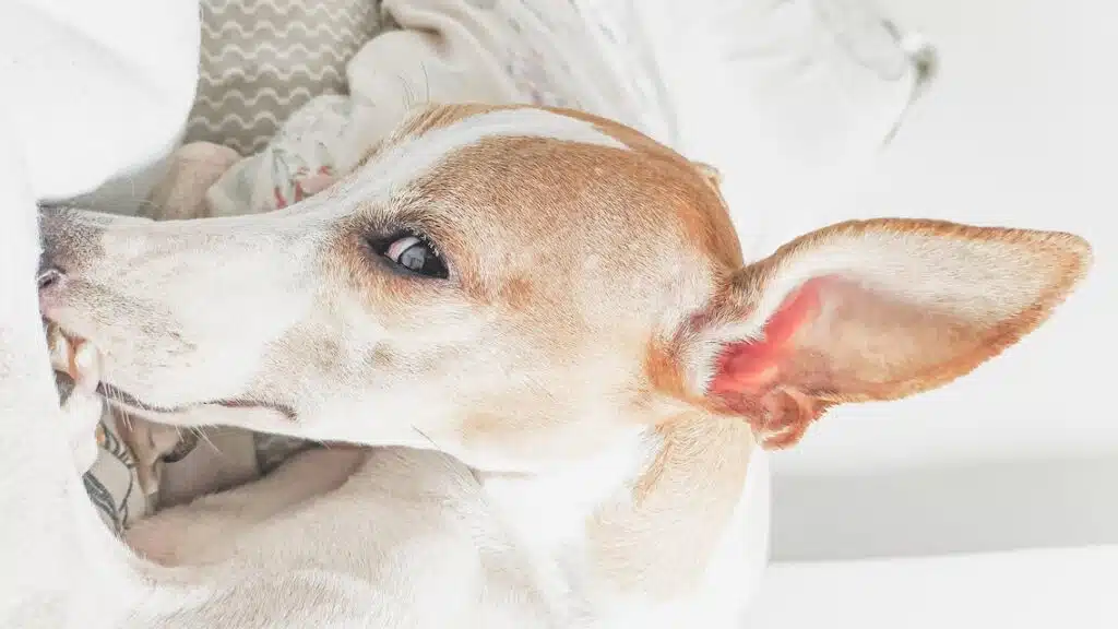 A white and brown dog peacefully laying on a bed with its ear cocked to listen to its owner's voice