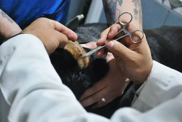 A vet and vet nurse tend to a dog with an ear infection resulting from a bacterial imbalance
