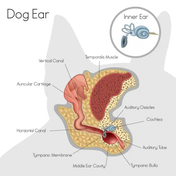 Illustration of a dog's ear
