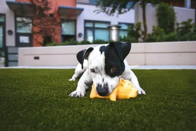 A black and white dog enthusiastically chewing on a yellow toy.