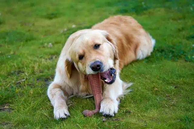 A golden retriever, the recipient of multiple Dog Chew Awards, happily chews on a bone in the lush green grass.