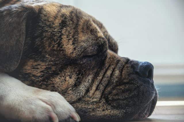 A dog is sleeping on a wooden floor.