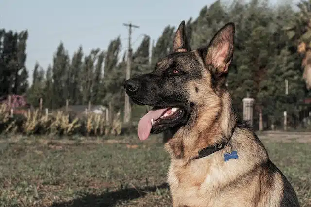 A german shepherd dog sitting in the grass with no signs of dog kidney disease or renal disease.