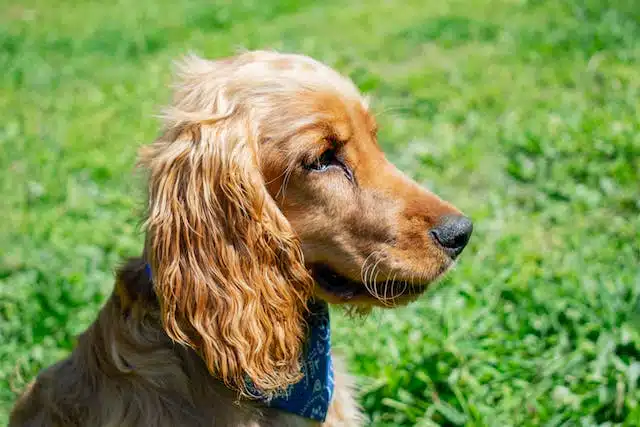 A brown and white cocker spaniel is sitting peacefully in the grass.