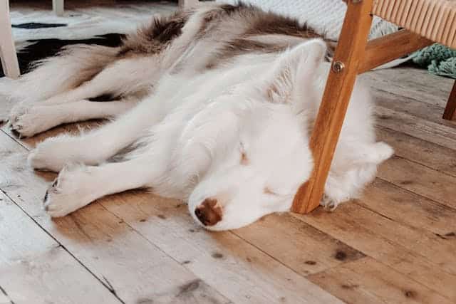 A white and black dog affected by kidney disease sleeping under a wooden chair.