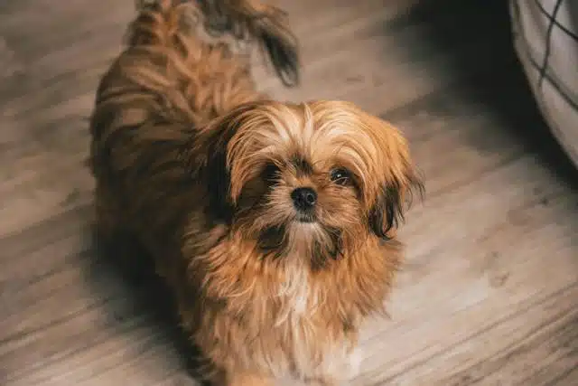 A small brown dog standing on a wooden floor, possibly affected by renal disease.
