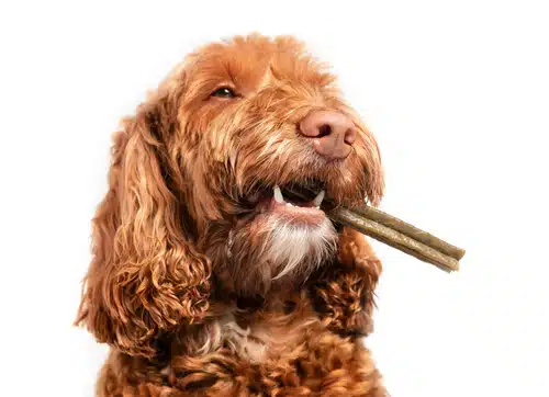 A dog proudly displaying its favorite chew toy, a stick, in its mouth.