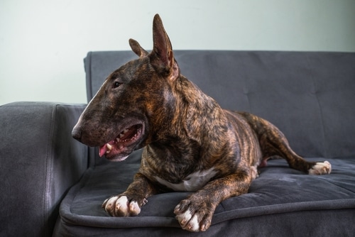 A bull terrier peacefully resting on top of a gray couch.